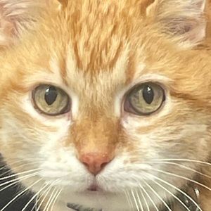 Meet your Posher, Angie